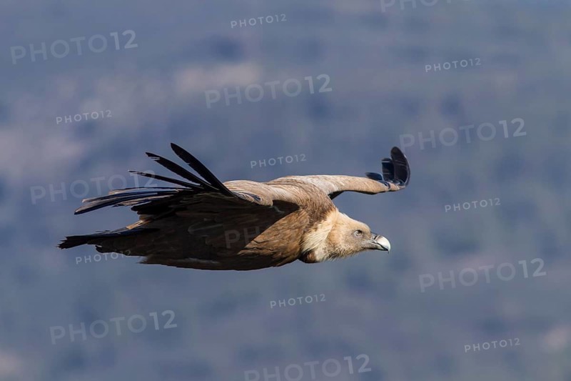 Buitre leonado / Griffon Vulture (Gyps fulvus)