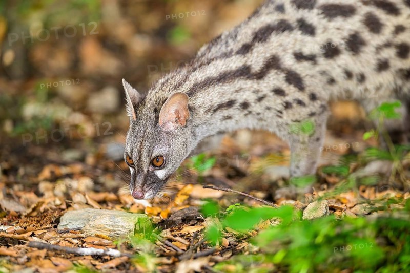 Common genet (Genetta genetta), wildlife in a forest, Montseny National Park, Catalonia, Spain
