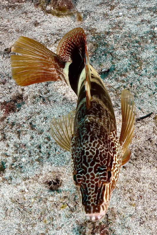 A fish with patterned scales and orange fins, the scribe wrasse (Serranus scriba), swimming over a sandy seabed, Pasito Blanco Reef dive site, Arguineguín, Gran Canaria, Spain, Atlantic Ocean