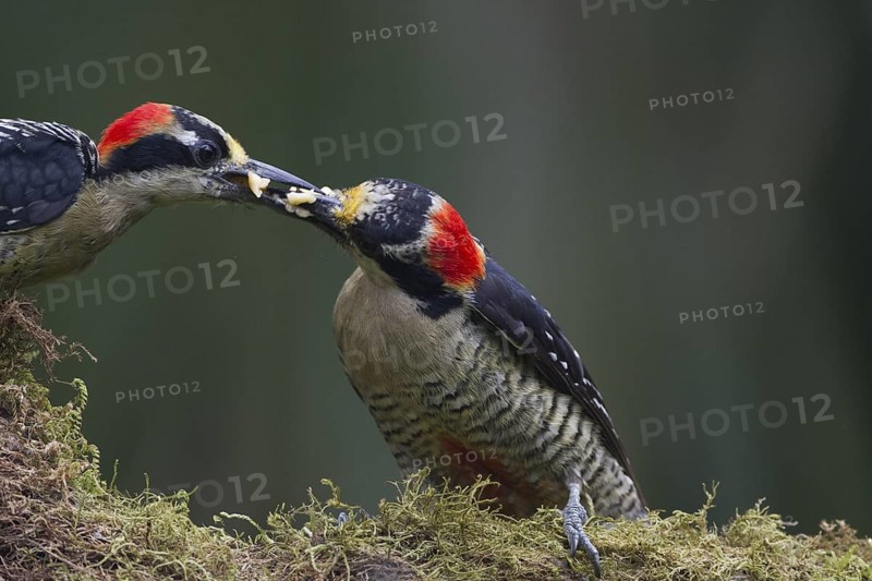 Black-cheeked Woodpeckers feeding each other bananas