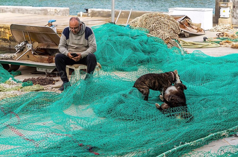 Playful dogs fight next to a fisherman who ties and repairs his net, Cala Figuera harbour, Majorca, Spain
