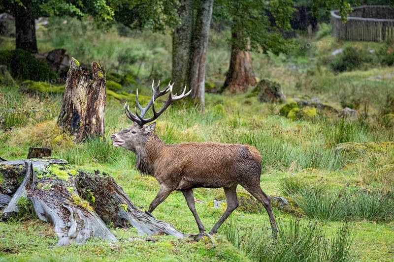 Red deer (Cervus elaphus) Rutting behaviour captive Germany