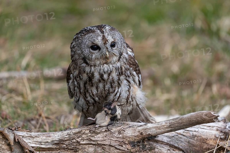 One tawny owl or brown owl (Strix aluco) sitting on a branch feeding on a mouse