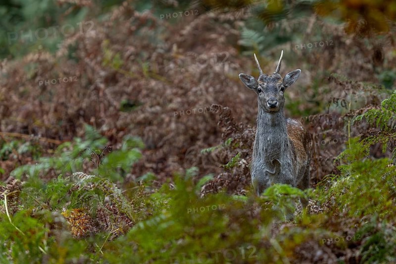 The fallow deer (Dama dama) has spotted the photographer, now it's time to wait motionless and hope that the camouflage is sufficient, autumn, rut, fallow deer rut, October, Germany