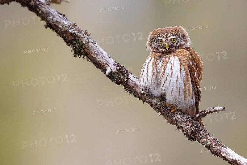 Pygmy owl (Glaucidium passerinum), Luce, Mountain area, Luce, Styria, Slovenia