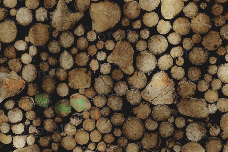 Felled wood in Waldhufen, 12.04.2024