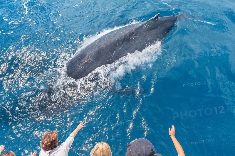 People on boat watching Humpback whale (Megaptera novaeangliae), Hervey Bay, Queensland, Australia