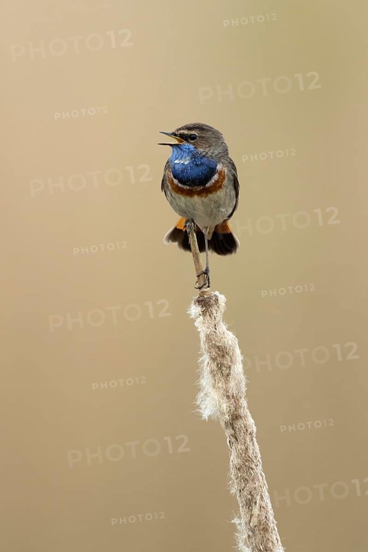 Blauwborst zittend op lisdodde, Bluethroat sitting on reed