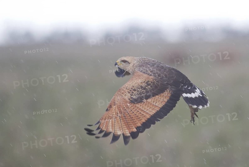 Savanna Hawk (Buteogallus meridionalis) flying, Corrientes, Argentina