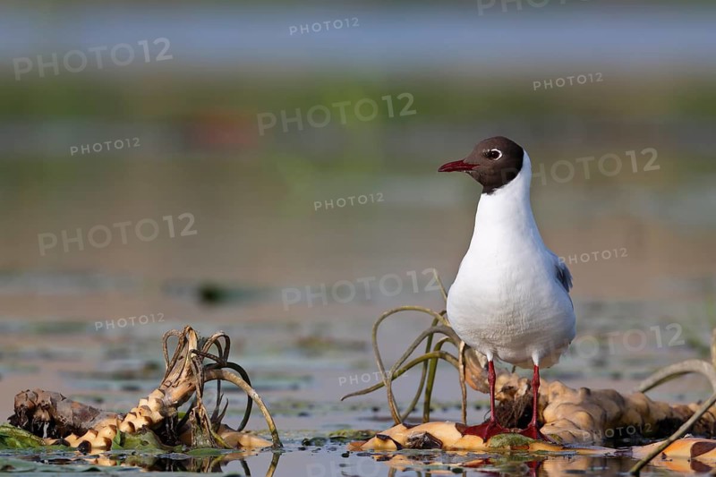 Black-headed Gull (Chroicocephalus ridibundus), Mecklenburg-Western Pomerania, Germany