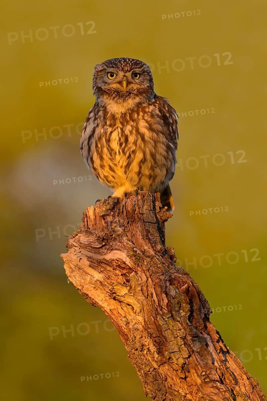 Little Owl (Athene noctua), on dead apple tree branch in evening light, Biosphere Reserve, Swabian Alb, Baden-Württemberg, Germany