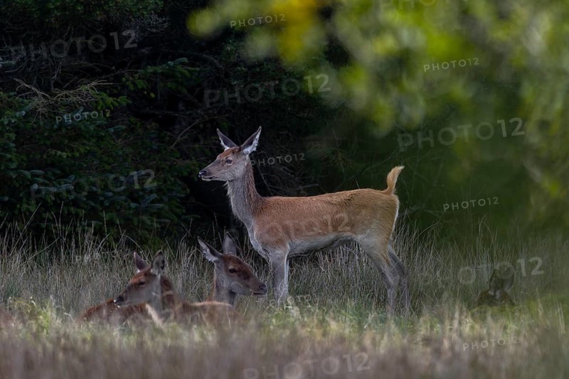 A red deer calf (Cervus elaphus) finishes its rest and stretches, only a few of the bright spots are still visible on the coat and in a few weeks they will no longer be recognisable, rutting, rutting season, deer rut, September, Denmark