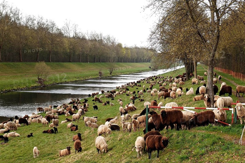 Sheep graze on a canal embankment, Endingen, Baden-Württemberg, Germany
