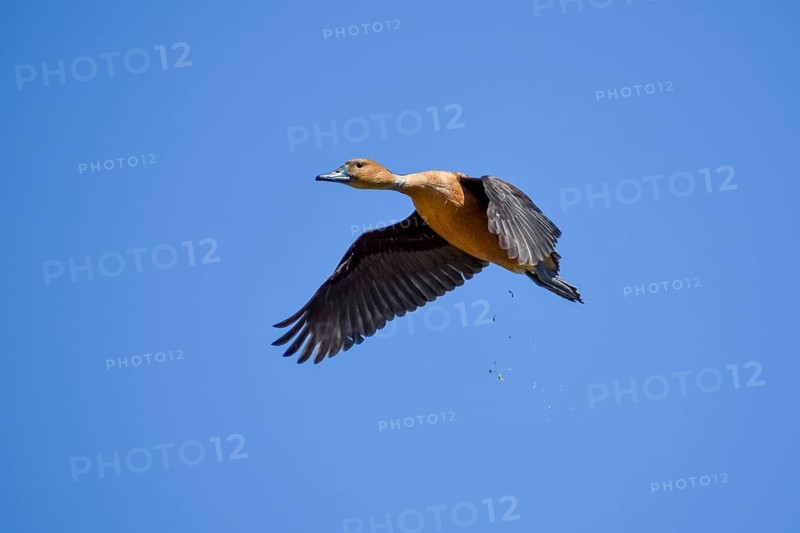 Fulvous whistling duck (Dendrocygna bicolor) in flight, Buenos Aires, Argentina