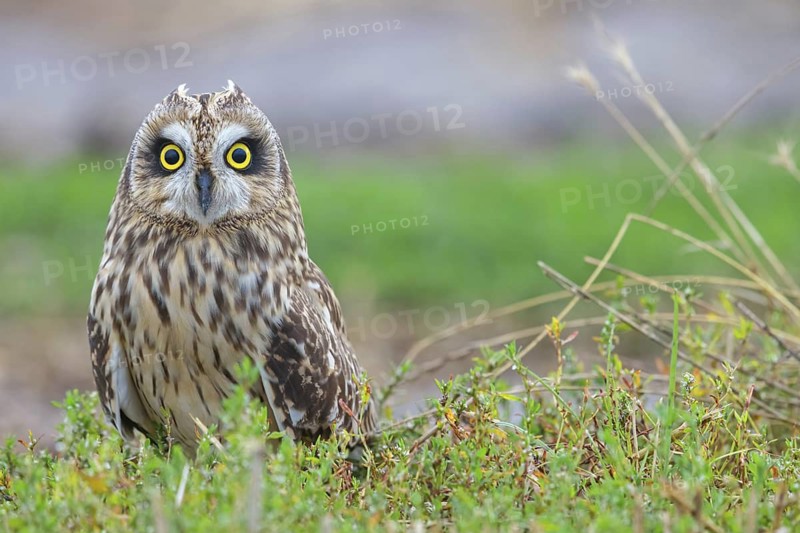 Short-eared owl, (Asio flammeus), animals, birds, owls, birds of prey, biotope, habitat, foraging, sits on the ground, Plateau Oberflörsheim, district of Alzey, Rhineland-Palatinate, Germany