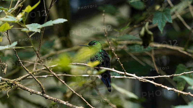 A vibrant green hummingbird sits elegantly on a twig amid a verdant forest, with blurry foliage in the background