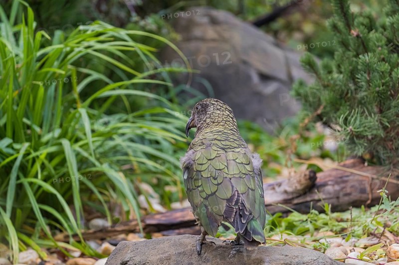 One Kea, Nestor notabilis, standing in green vegetation, feeding on something.New Zealand