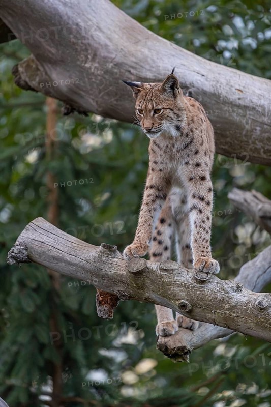 One Eurasian lynx, (Lynx lynx), sitting on a fallen tree. Frontal view with green vegetation in the background