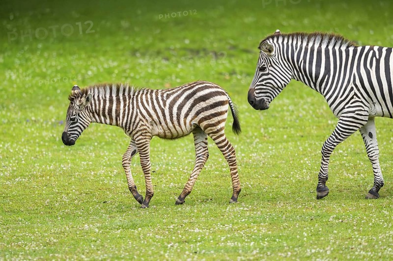Plains zebra (Equus quagga) mother and foal walking on a meadow, Germany