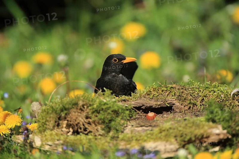 A blackbird sits in a mossy meadow full of yellow flowers in spring. A male blackbird (Tardus merula) stands in a garden in Baden-Württemberg, Germany