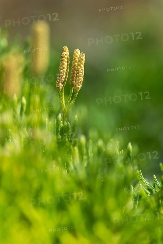 Bearlobe family, diphasiastrum complanatum, flatbear lobe, common flatbear lobe, lycopodiaceae, lycopodium complanatum, tracheophyta, creeping jenny, flora, ground cedar, high size, vertical format, northern running pine, plants