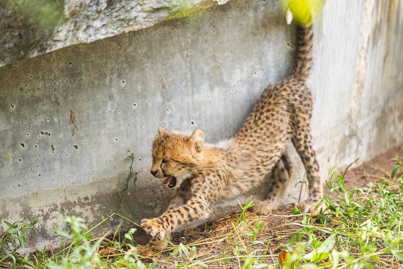Cheetah (Acinonyx jubatus) youngster stretches and yawns, captive, occurrence Africa