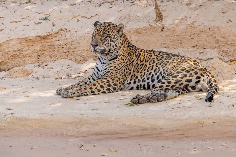 Jaguar (Panthera onca) lying on sandy shore, Pantanal, Brazil