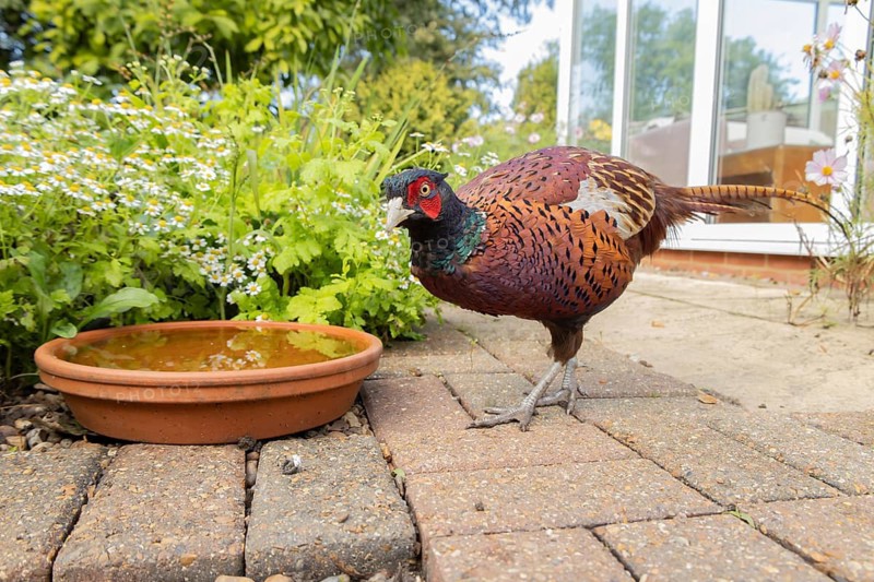 Common or Ringed-necked pheasant (Phasianus colchicus) adult male bird on an urban garden patio, England, United Kingdom