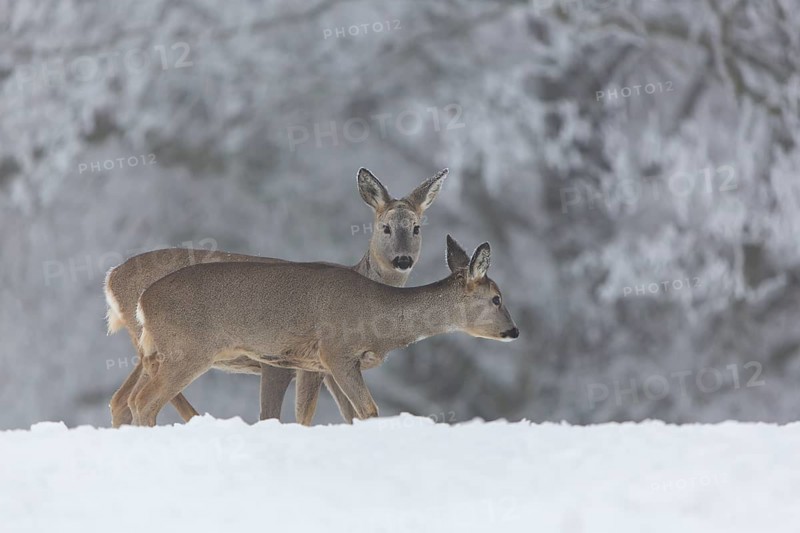Two female Roe Deer, (Capreolus capreolus), walking over a snowy meadow. Snow covered trees in the background