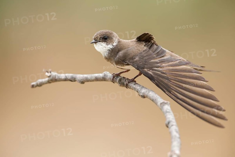 Sand Martin (Riparia riparia) stretching wing, perched on a branch, Poland