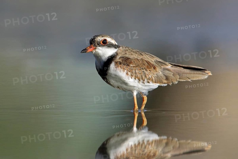 Black-fronted Dotterel (Elseyornis melanops) juvenile, Victoria, Australia