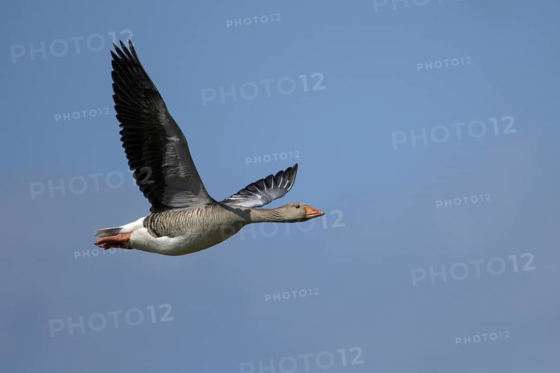 Graugans (Anser anser), Greylag goose, Altvogel im Flug, April, Insel Texel, Nordsee, Nordholland, Niederlande