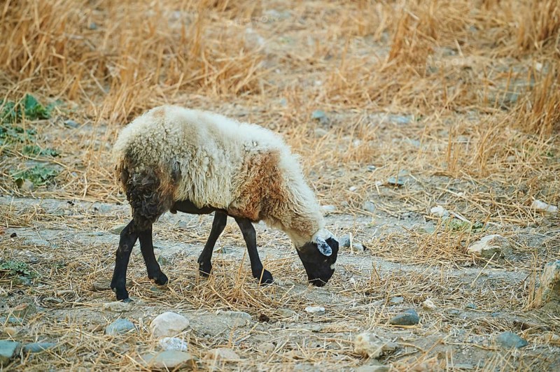 Domestic sheep (Ovis aries) on a barren meadow, Crete, Greece