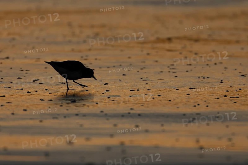 Grey plover (Pluvialis squatarola) silhouette of an adult wader bird in winter plumage feeding on a beach at sunset, Norfolk, England, United Kingdom