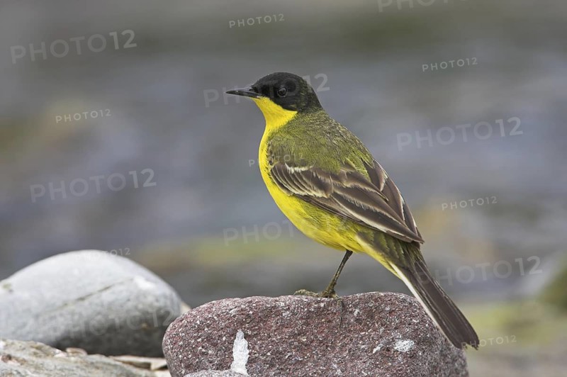 Western Yellow Wagtail (Motacilla flava feldegg), Lesvos, Greece