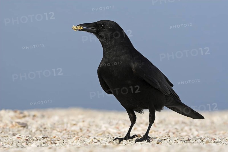 Fish Crow (Corvus ossifragus), Florida, USA
