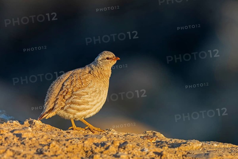 Arabian partridge, (Ammoperdix heyi), animal, animals, bird, birds, sand partridge, partridges, Israel