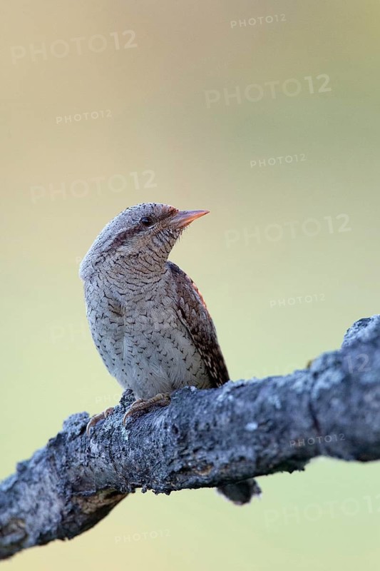 Eurasian Wryneck (Jynx torquilla), Nizhegorodskaya, Russia