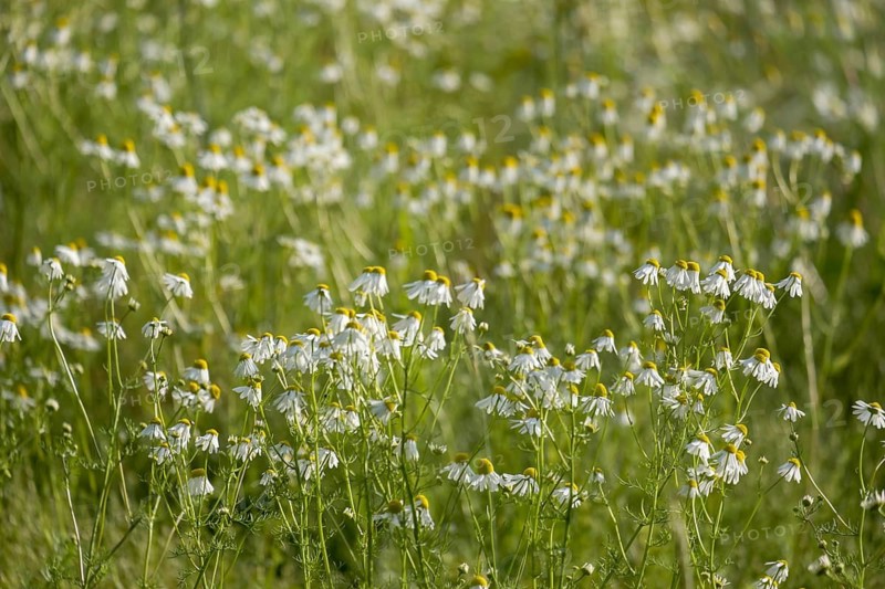 A field full of blooming camomile flowers in a green meadow under bright sunlight, Münsterland, North Rhine-Westphalia, Germany