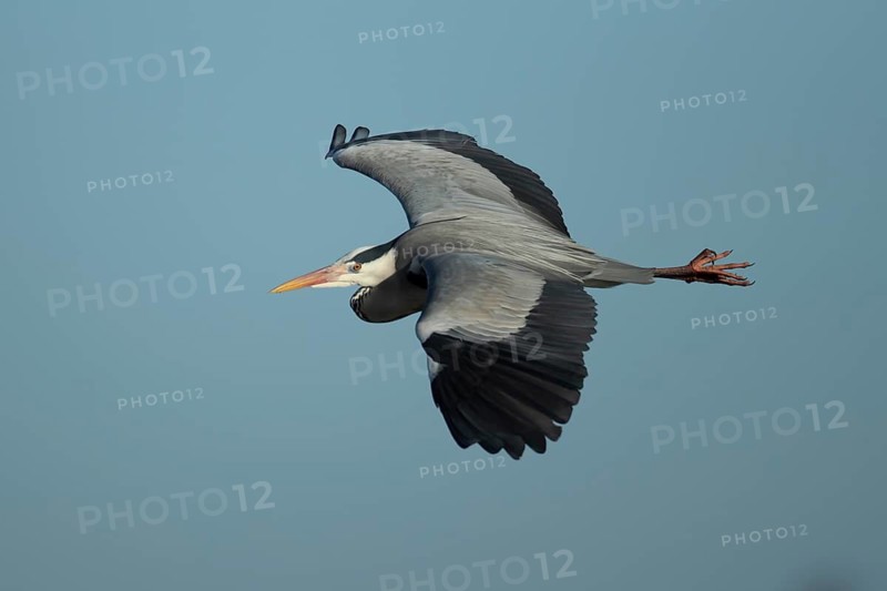 Grey heron (Ardea cinerea) adult bird flying, England, United Kingdom