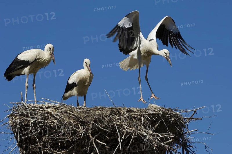 White Stork (Ciconia ciconia) nest, Texel, Netherlands