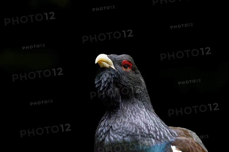 A bird with dark grey feathers and a red eye patch, seen in profile against a black background, capercaillie (Tetrao urogallus), animal portrait, mating season, Black Forest, Baden-Württemberg, Germany