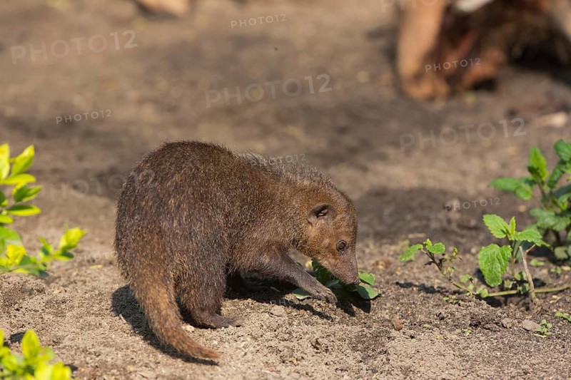 One common kusimanse (Crossarchus obscurus), also known as the long-nosed kusimanse, cusimanse or dwarf mongoose, walking over soil in bright sunshine. Digging for food. Side view. Some green plants around