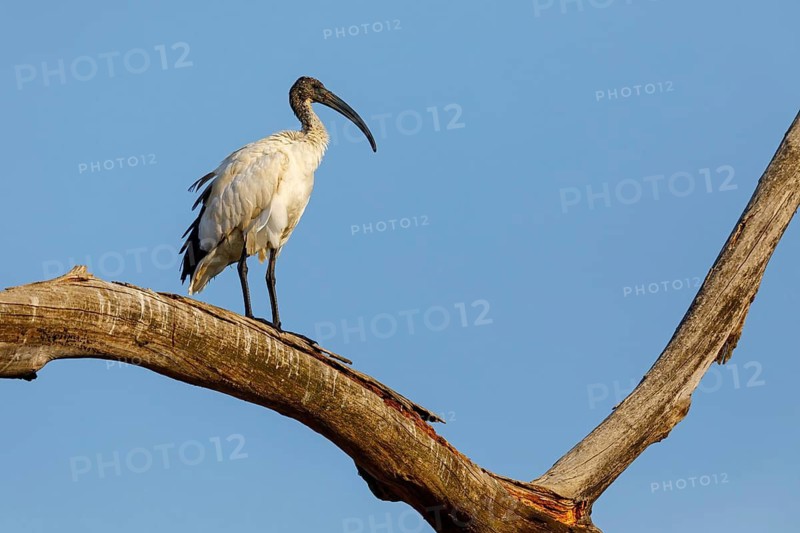 African sacred ibis (Threskiornis aethiopicus), family of ibises and spoonbills, Raysut, Salalah, Dhofar, Oman