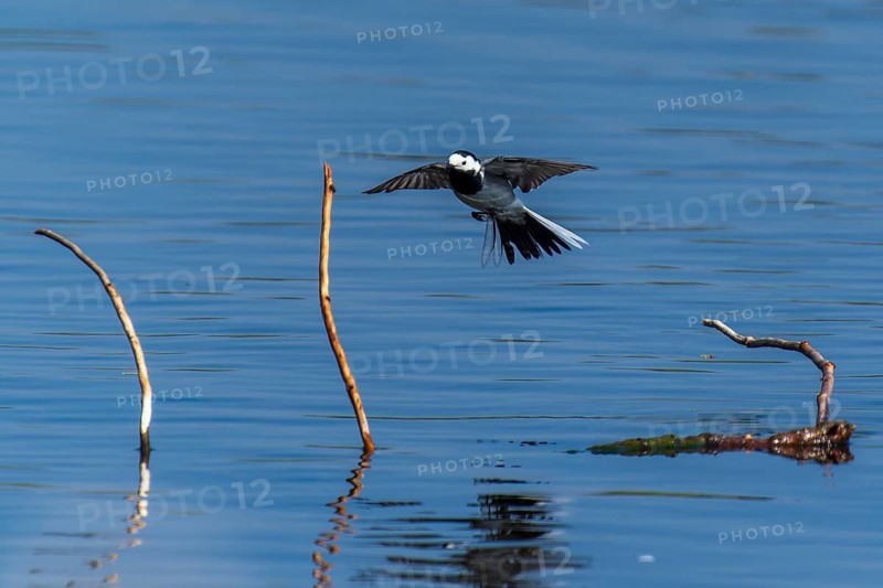 A bird flies just above the water past branches under a blue sky, white wagtail (Motacilla alba), wildlife, Germany