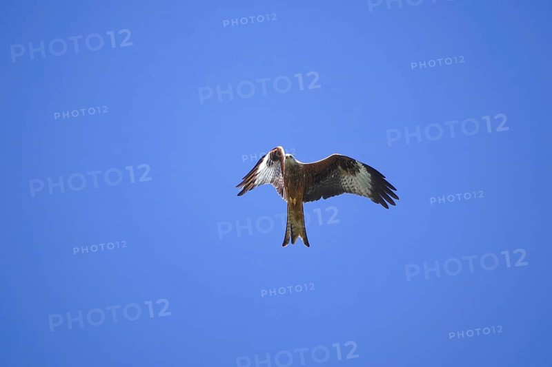 Red kite in flight, April, Saxony, Germany