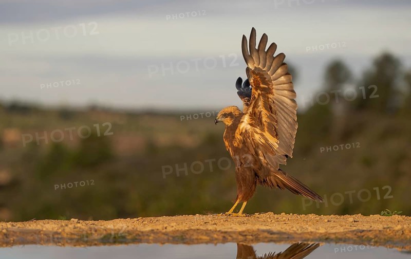 An eagle with golden-brown plumage gracefully extends its wings against a soft sunset, beautifully reflected in the tranquil water below, creating a serene and powerful image of wildlife