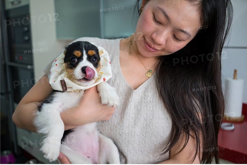 A woman with cute cavalier king charles spaniel puppy wearing a stylish feeding accessory, safely held and cherished. Perfect image capturing love and care for pets in a home setting