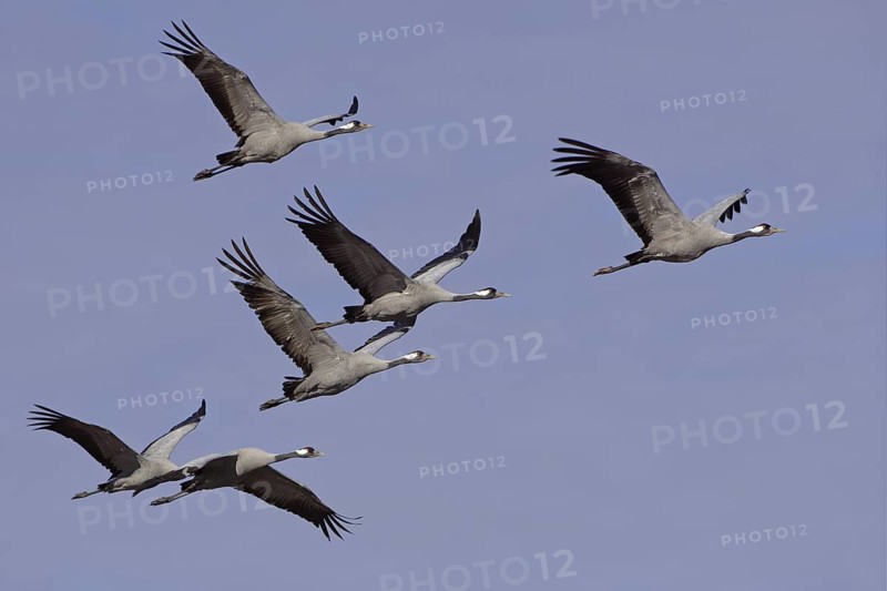 Common Crane (Grus grus) flying, Vaestergoetland, Sweden