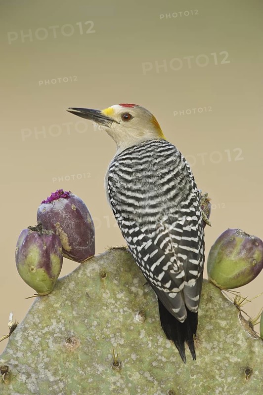 Golden-fronted Woodpecker (Melanerpes aurifrons), Texas, USA